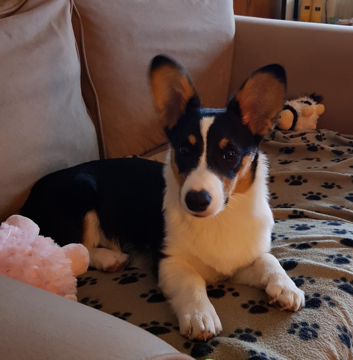 Welsh corgi cardigan Rubi (Rasseman's Rubi Rose) billede 9