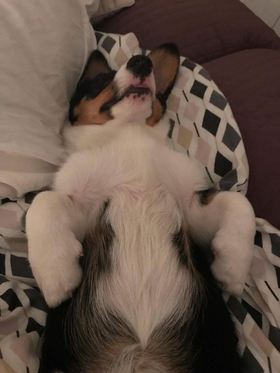 Welsh corgi cardigan Rubi (Rasseman's Rubi Rose) billede 12