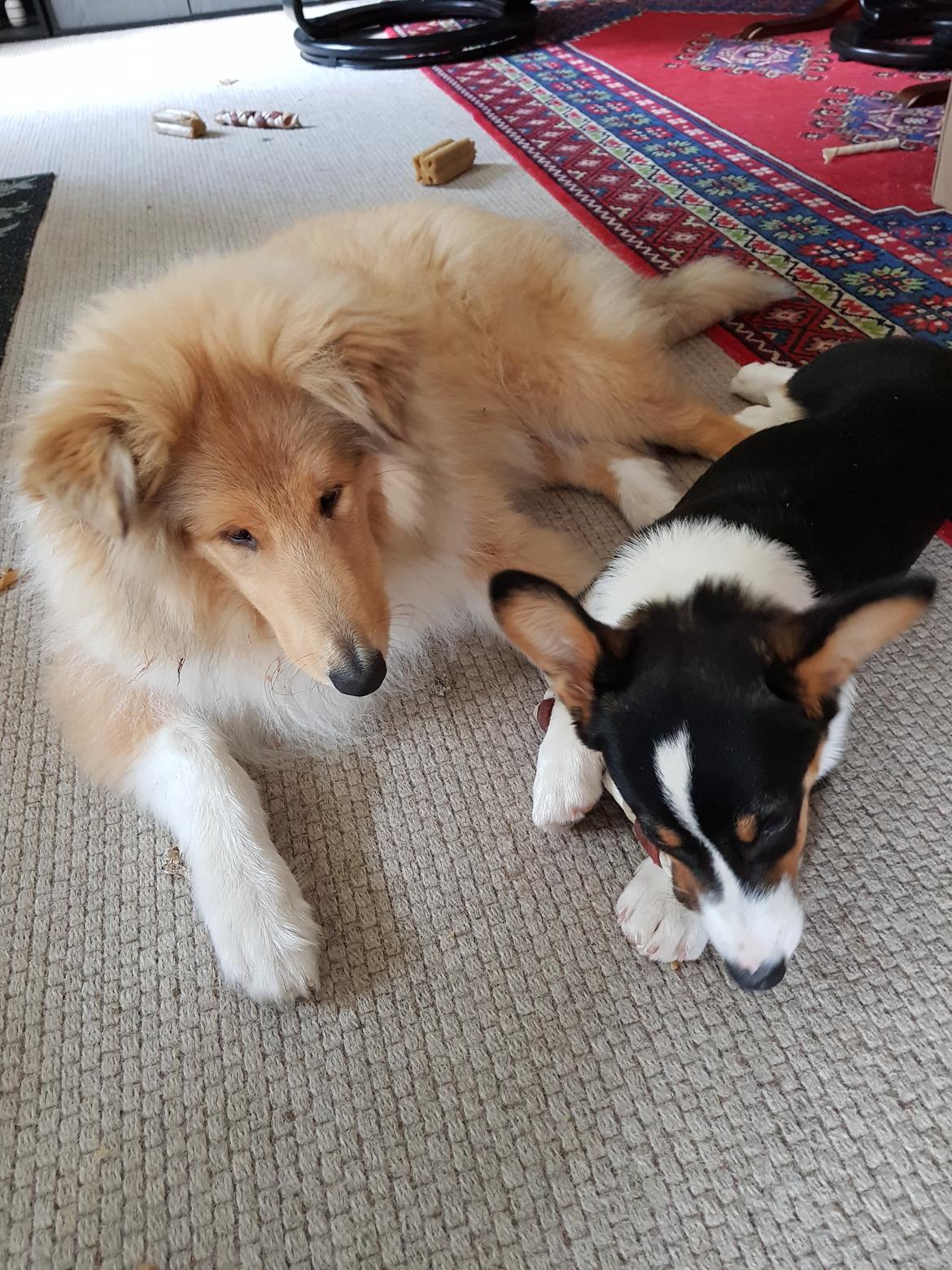 Welsh corgi cardigan Rubi (Rasseman's Rubi Rose) billede 10