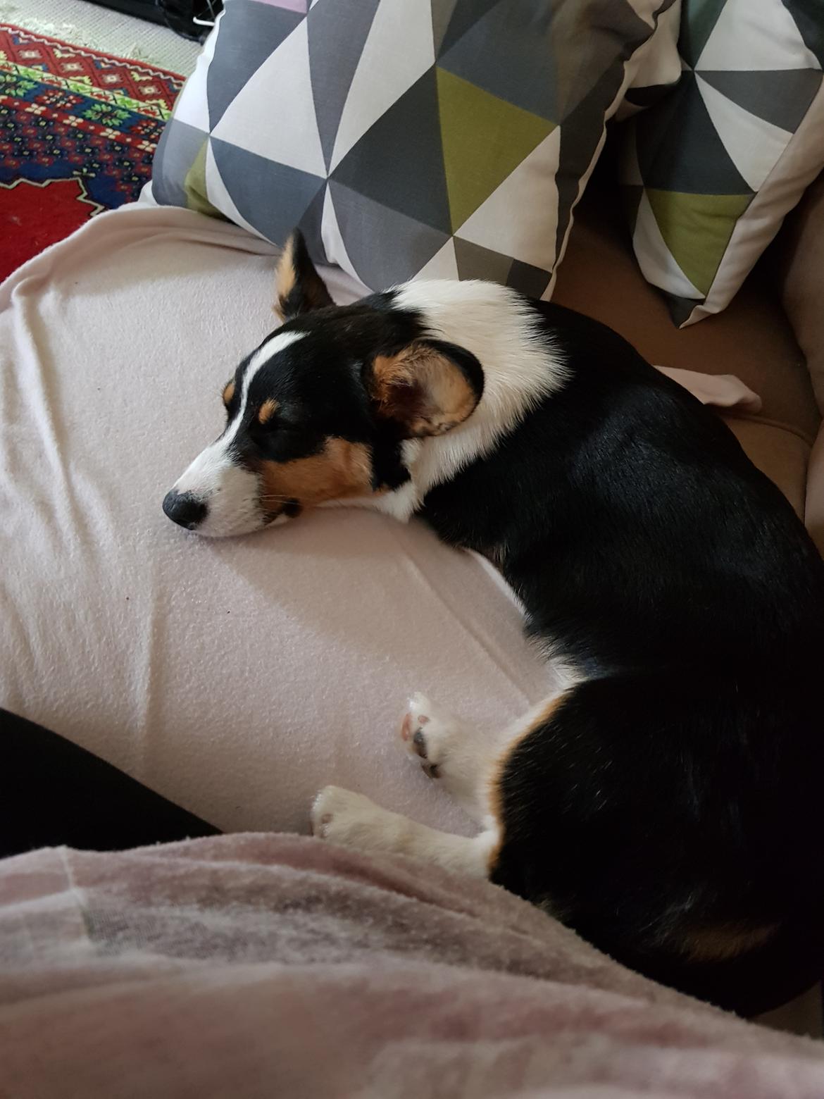 Welsh corgi cardigan Rubi (Rasseman's Rubi Rose) billede 11