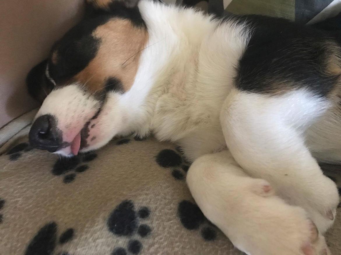 Welsh corgi cardigan Rubi (Rasseman's Rubi Rose) billede 13