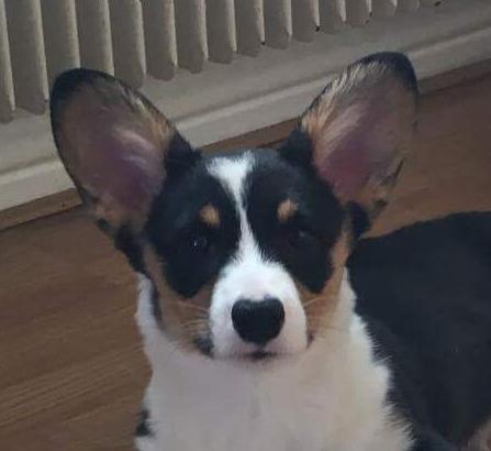 Welsh corgi cardigan Rubi (Rasseman's Rubi Rose) billede 14