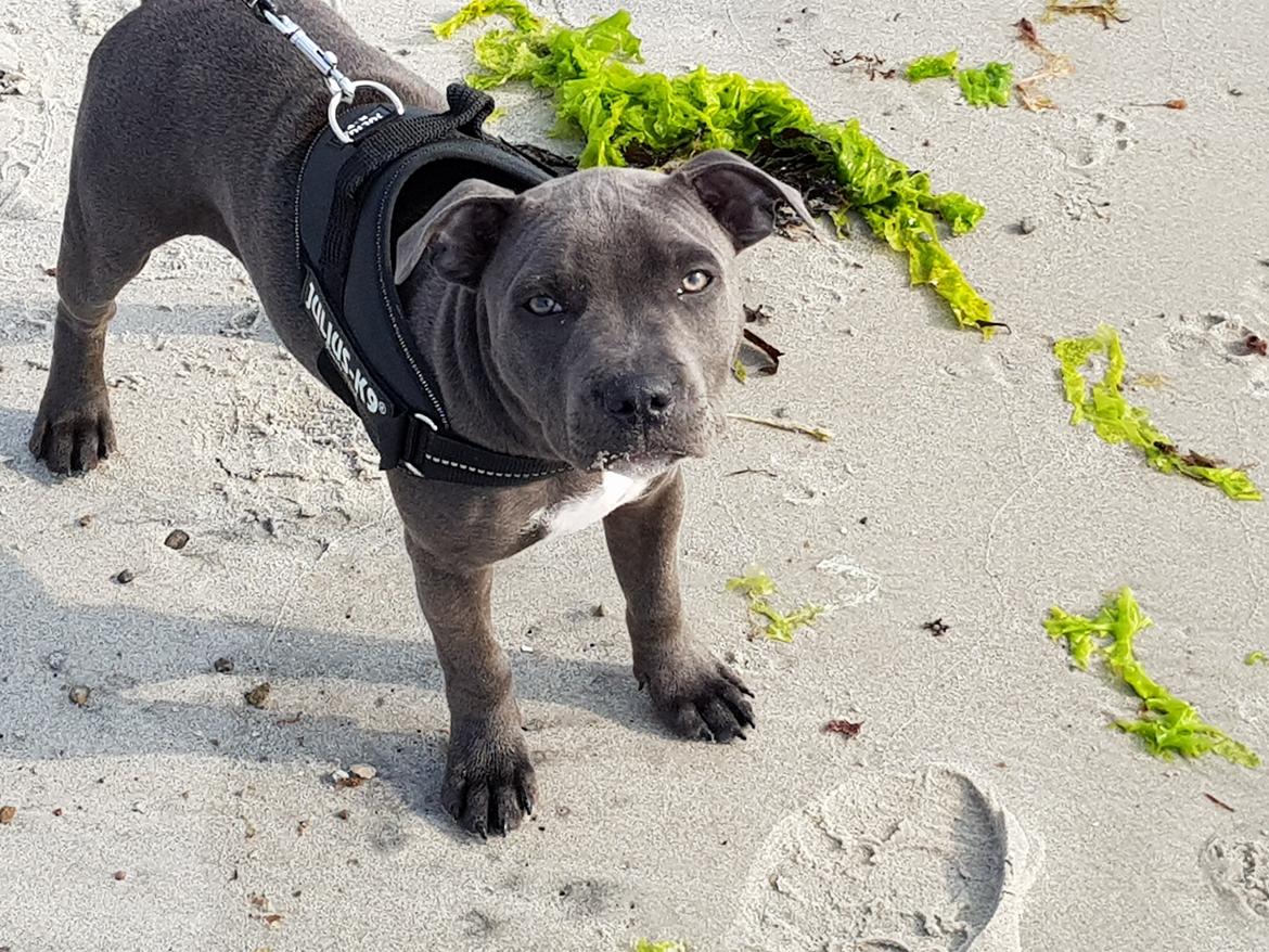 Staffordshire bull terrier Thor billede 1