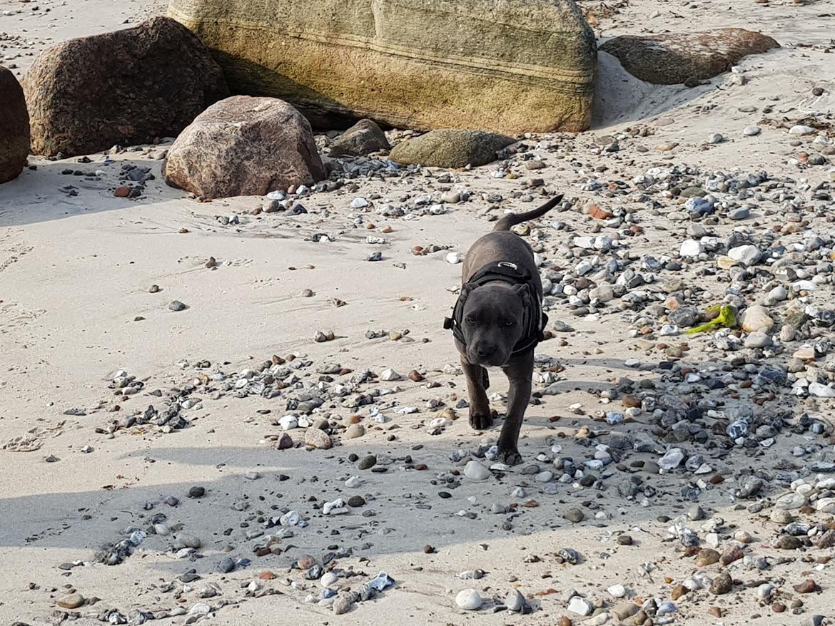 Staffordshire bull terrier Thor billede 2