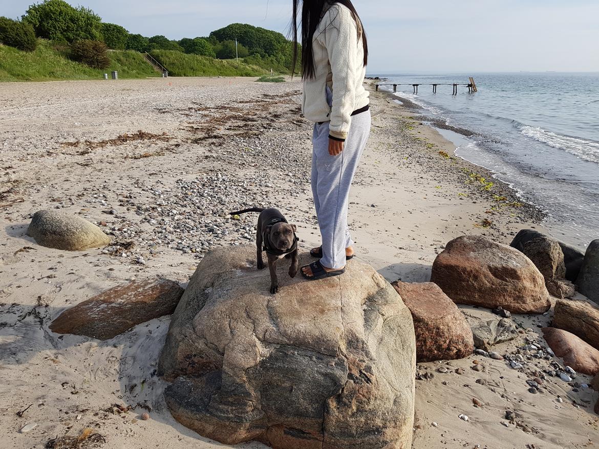 Staffordshire bull terrier Thor billede 3