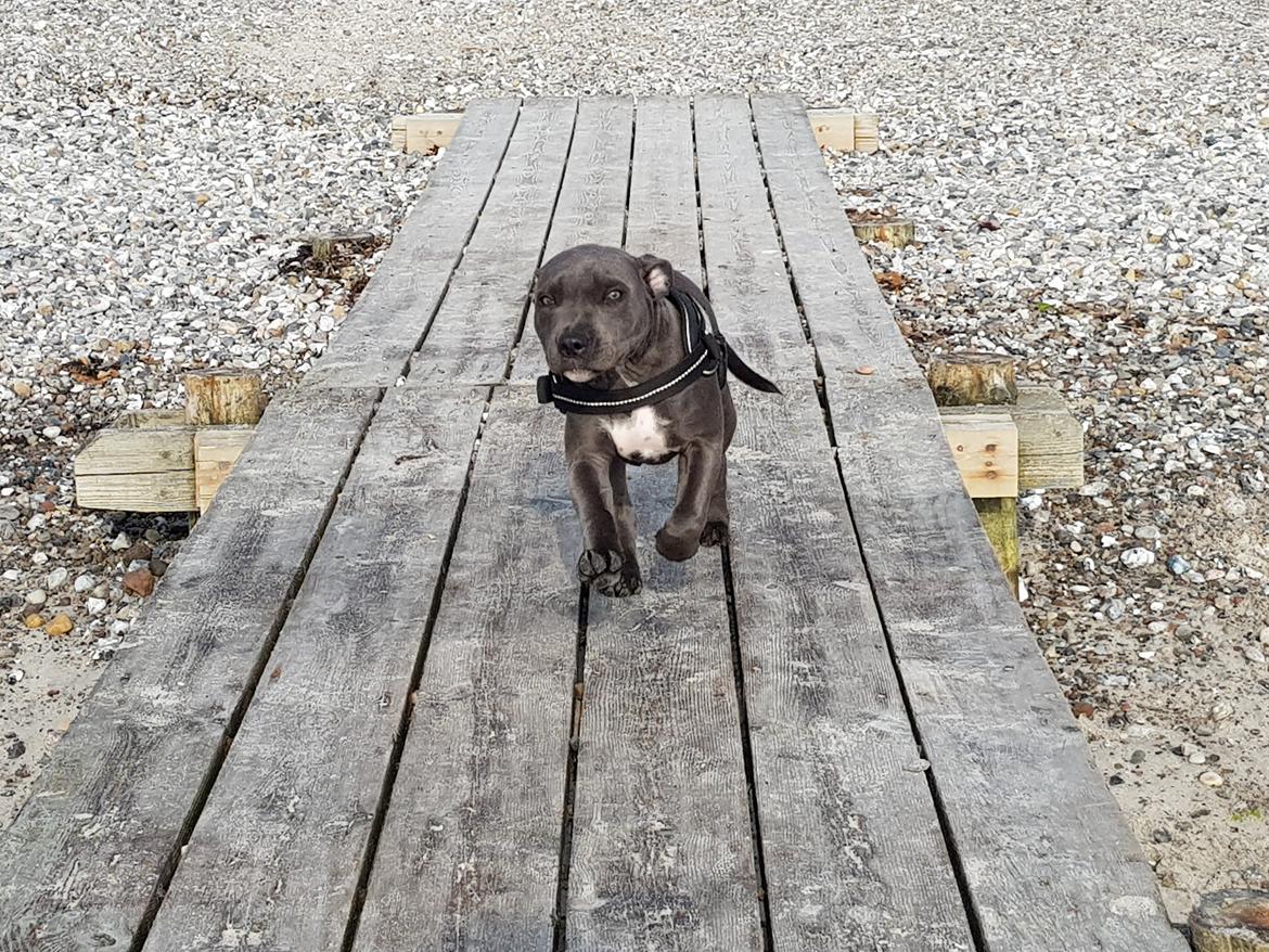 Staffordshire bull terrier Thor billede 4