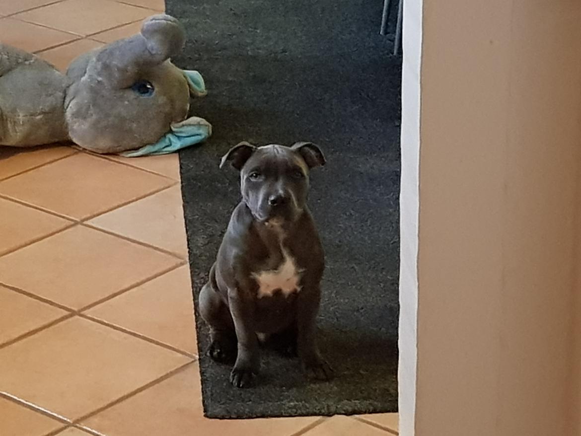 Staffordshire bull terrier Thor billede 5