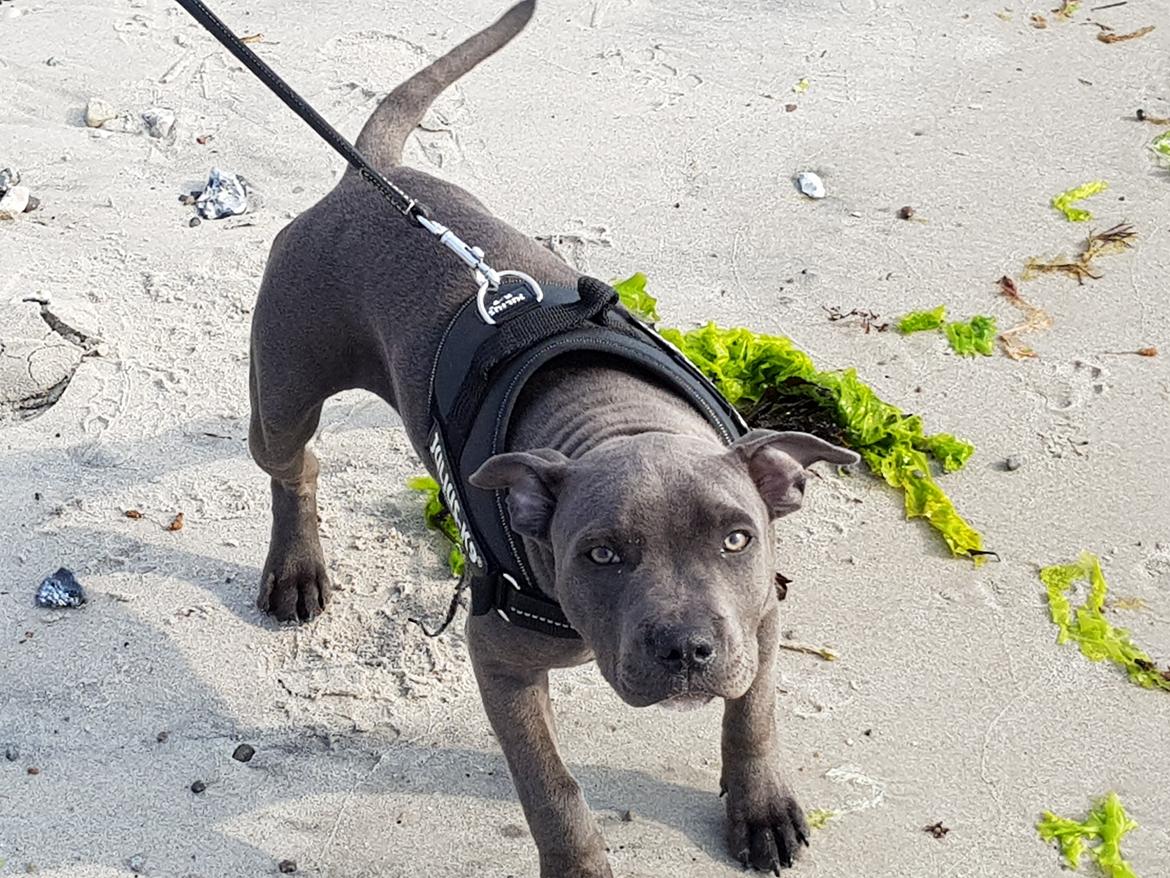 Staffordshire bull terrier Thor billede 6