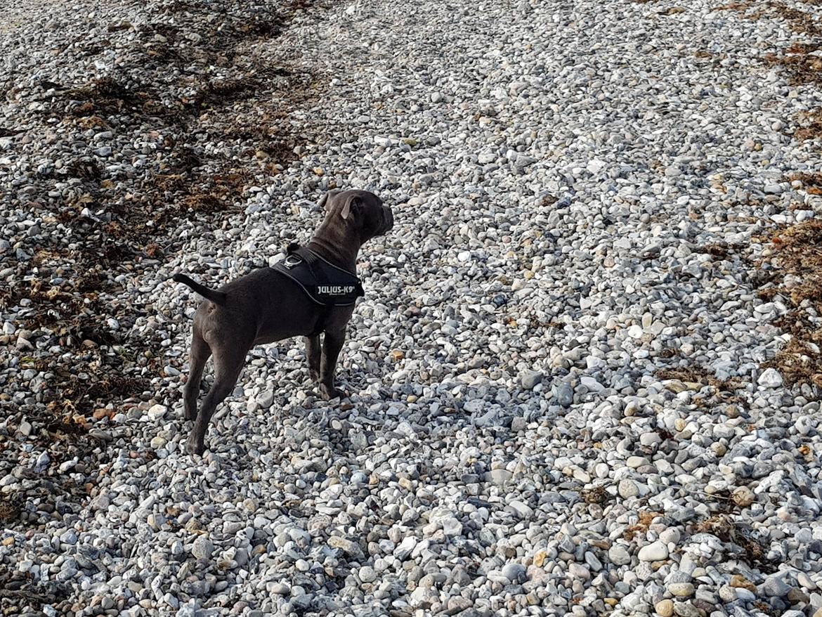 Staffordshire bull terrier Thor billede 7