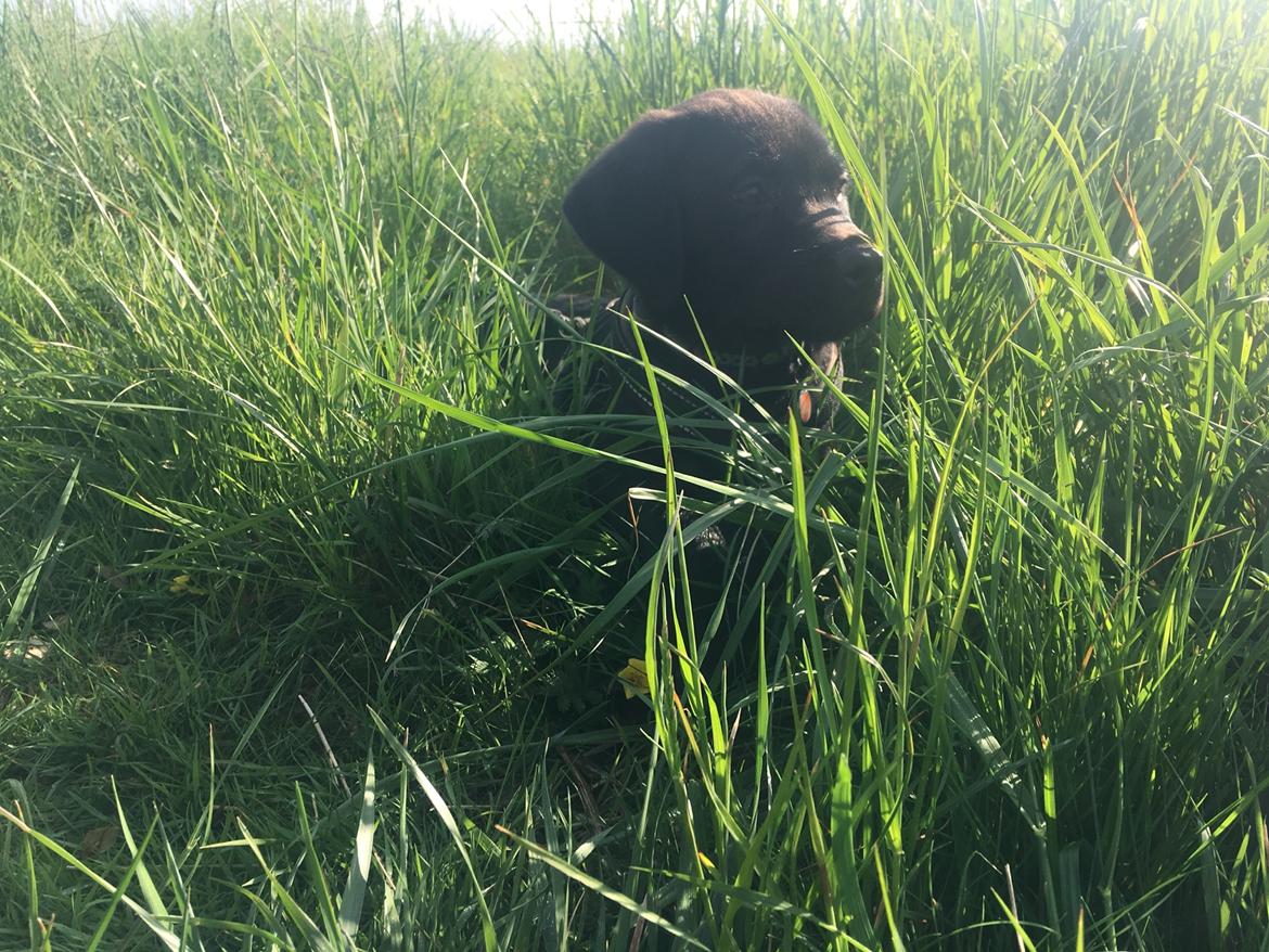 Labrador retriever Freddy billede 15