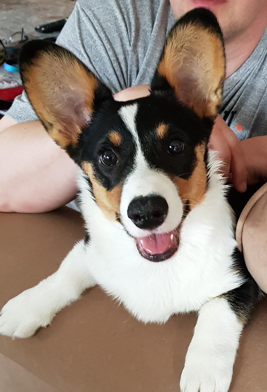 Welsh corgi cardigan Rubi (Rasseman's Rubi Rose) billede 15