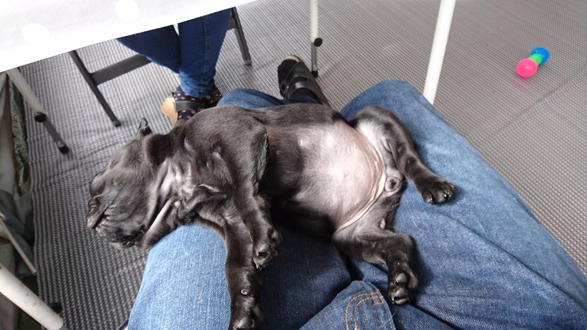 Mops Jeaken's Black Eya billede 5