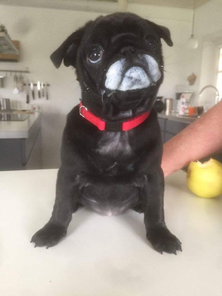 Mops Jeaken's Black Eya billede 7