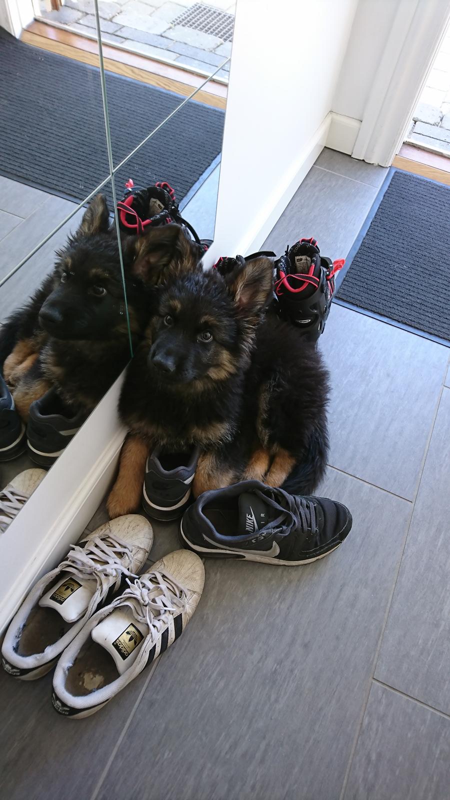 Schæferhund Benji  billede 6