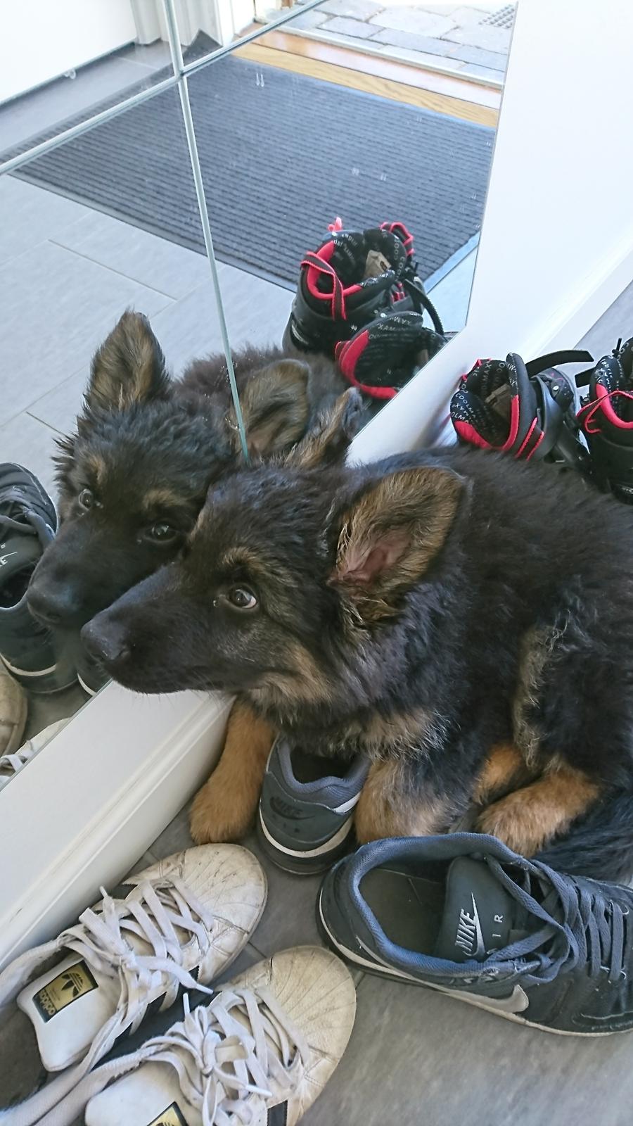 Schæferhund Benji  billede 7