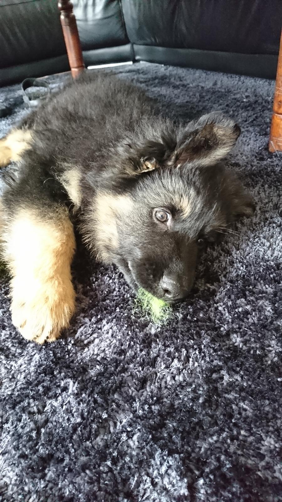 Schæferhund Benji  billede 5