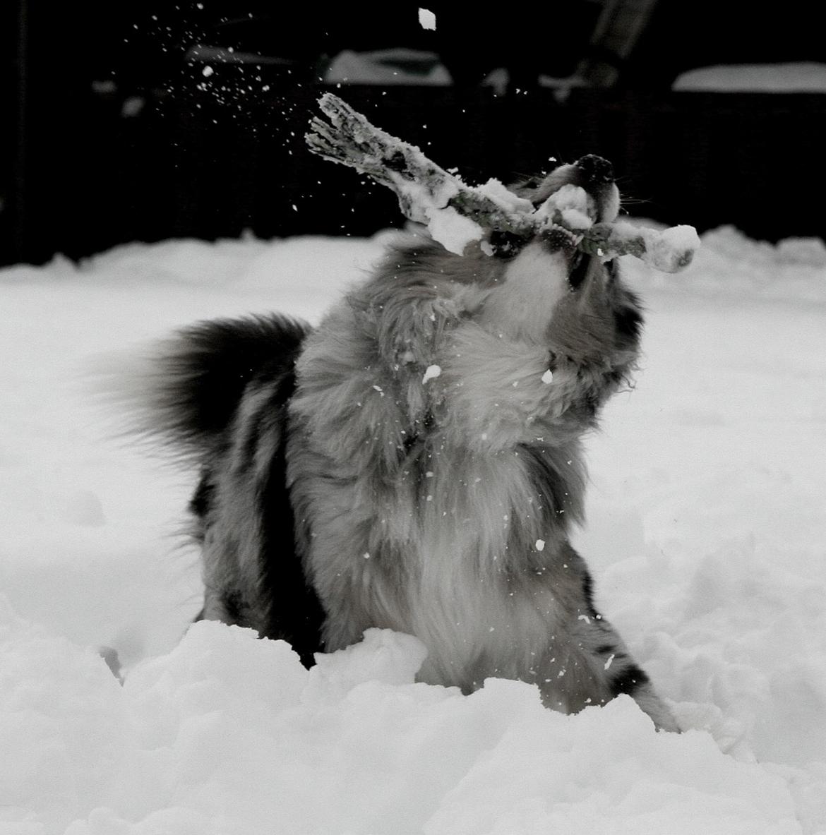 Australian shepherd Tarzan billede 29