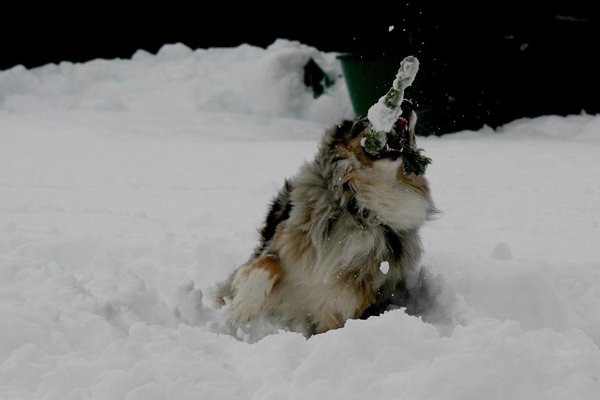 Australian shepherd Tarzan billede 8