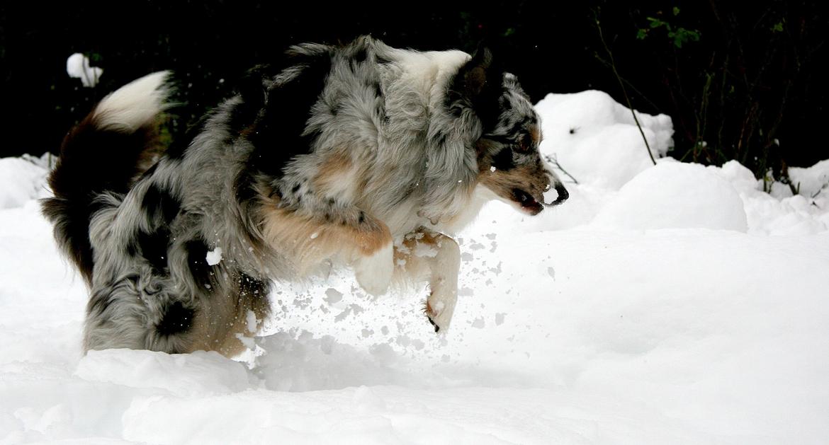 Australian shepherd Tarzan billede 18