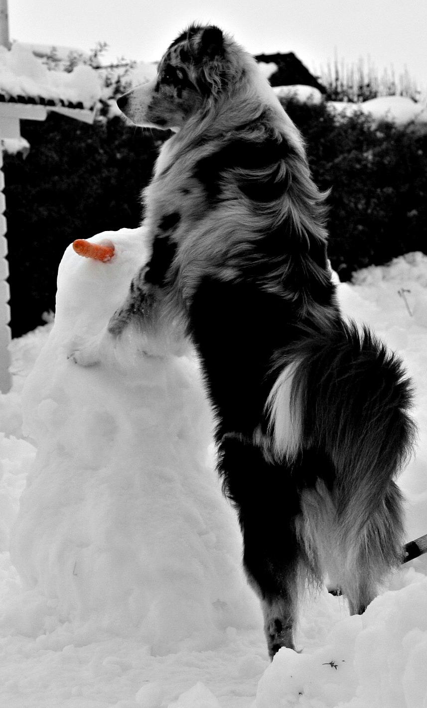 Australian shepherd Tarzan billede 33