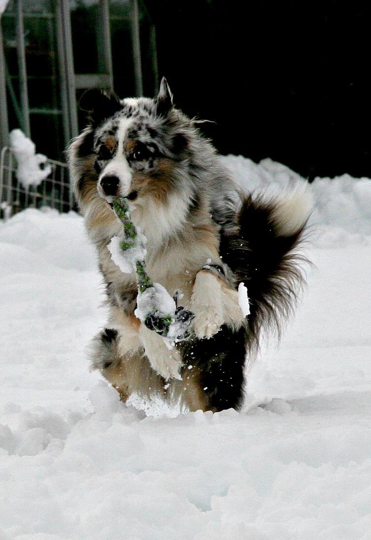 Australian shepherd Tarzan billede 1
