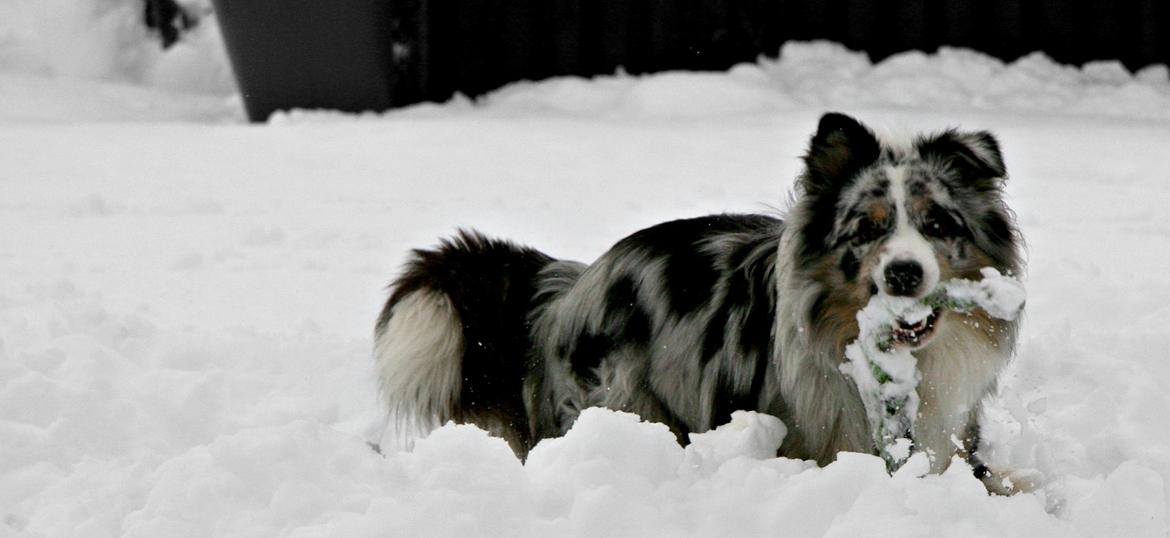Australian shepherd Tarzan billede 14