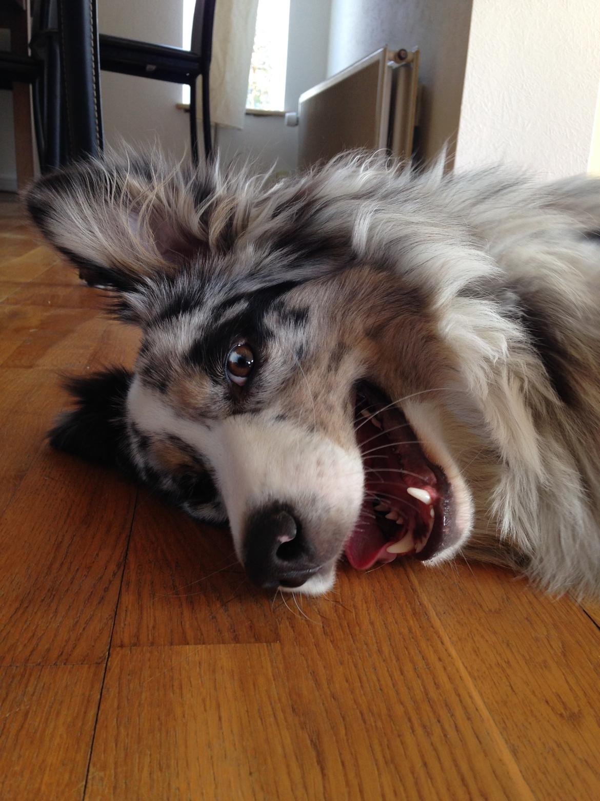 Australian shepherd Tarzan billede 32