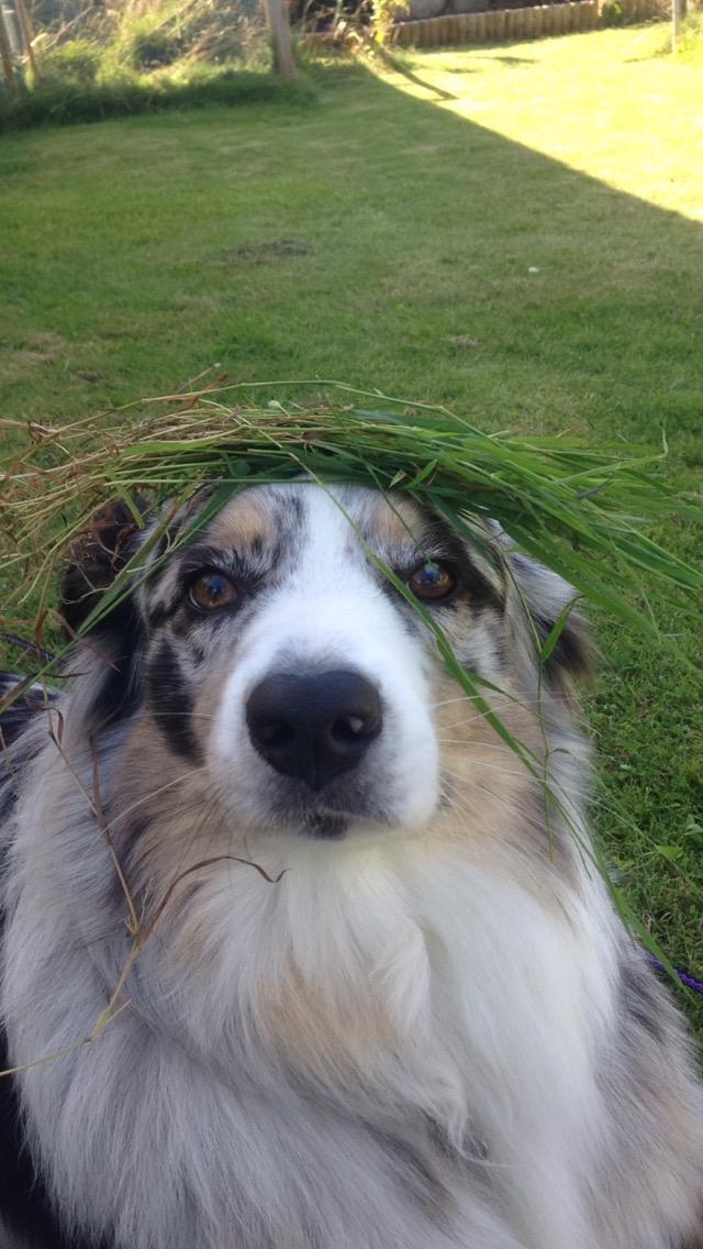 Australian shepherd Tarzan billede 6