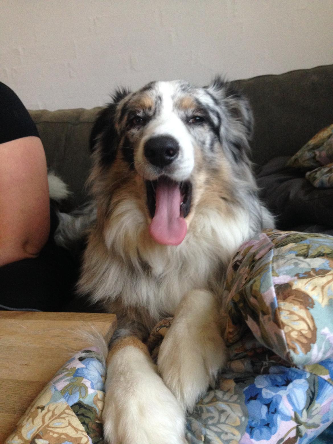 Australian shepherd Tarzan billede 20