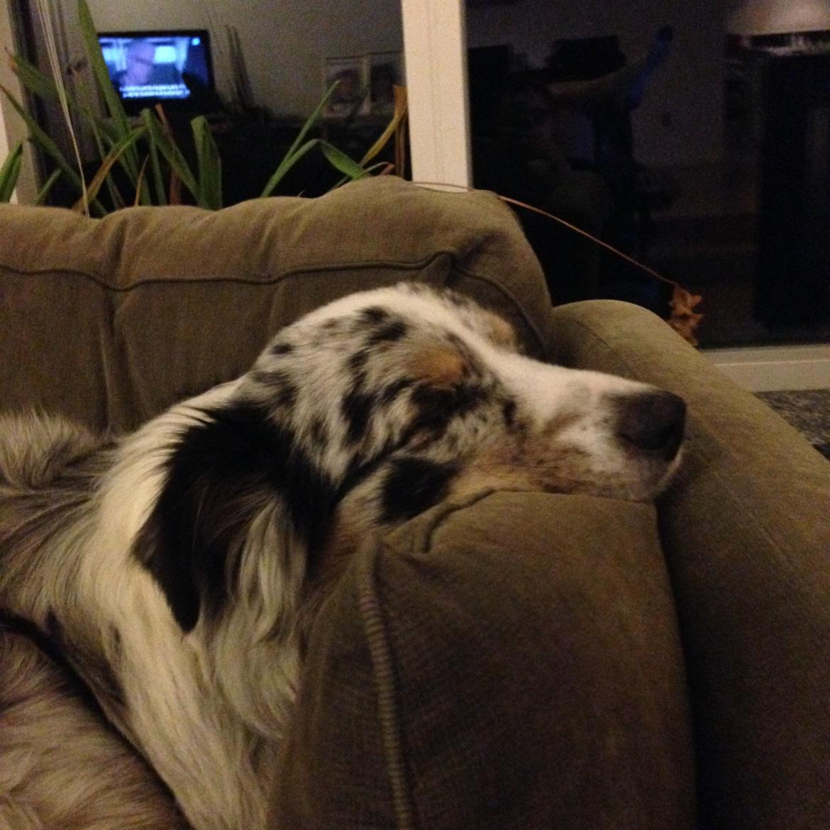 Australian shepherd Tarzan billede 22