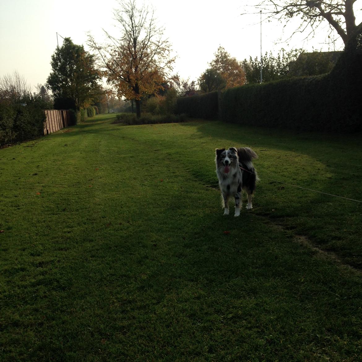Australian shepherd Tarzan billede 40