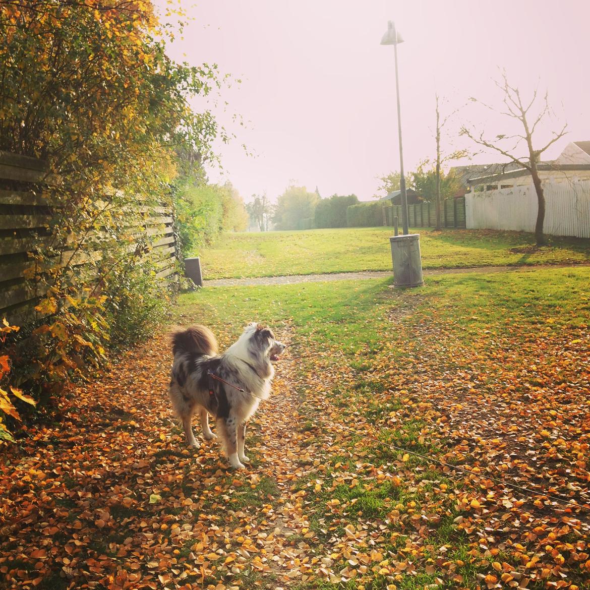 Australian shepherd Tarzan billede 25