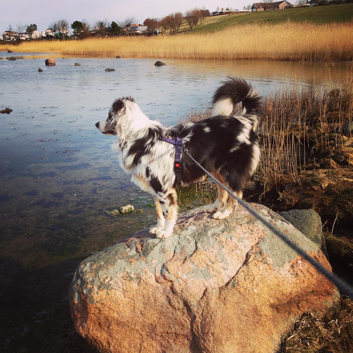 Australian shepherd Tarzan billede 16