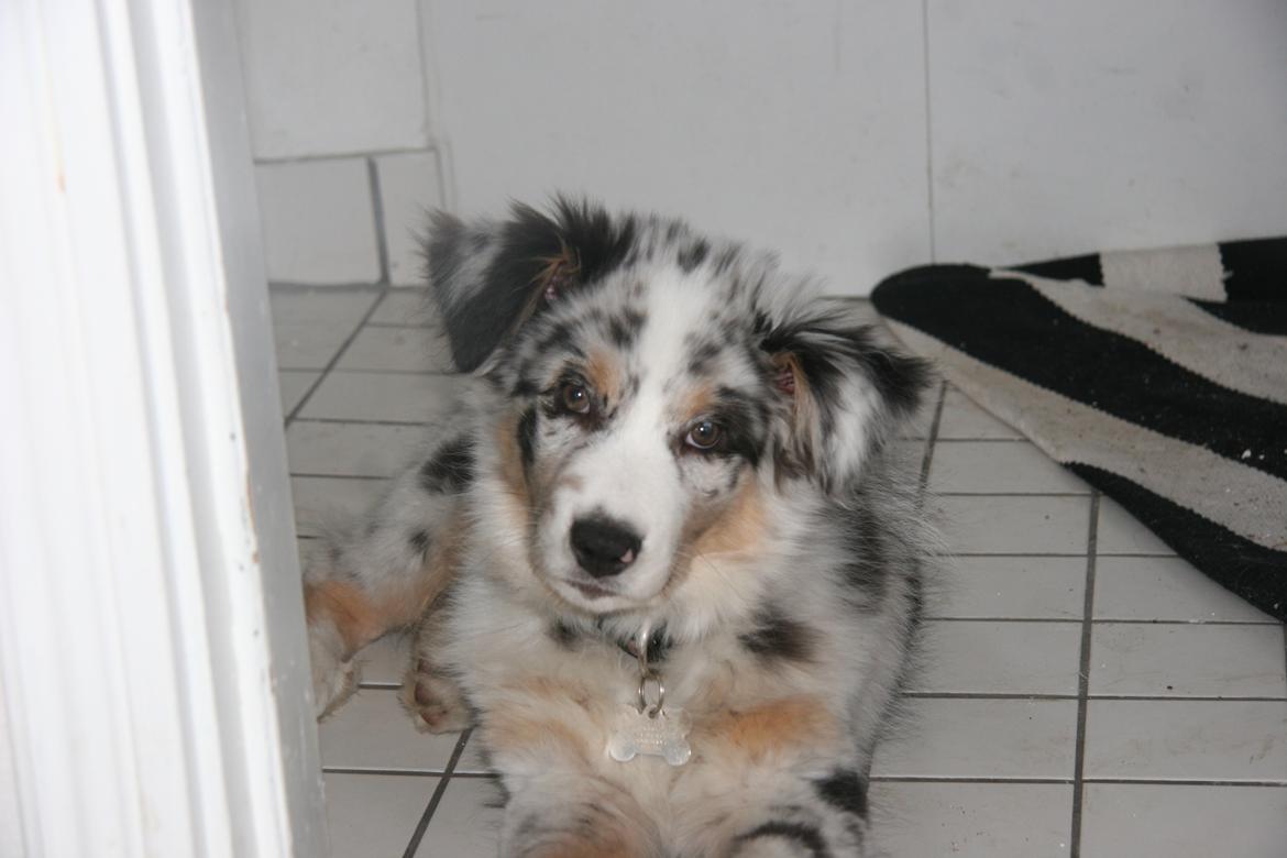 Australian shepherd Tarzan billede 10