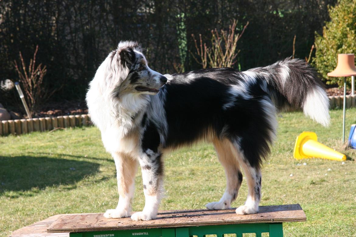 Australian shepherd Tarzan billede 37