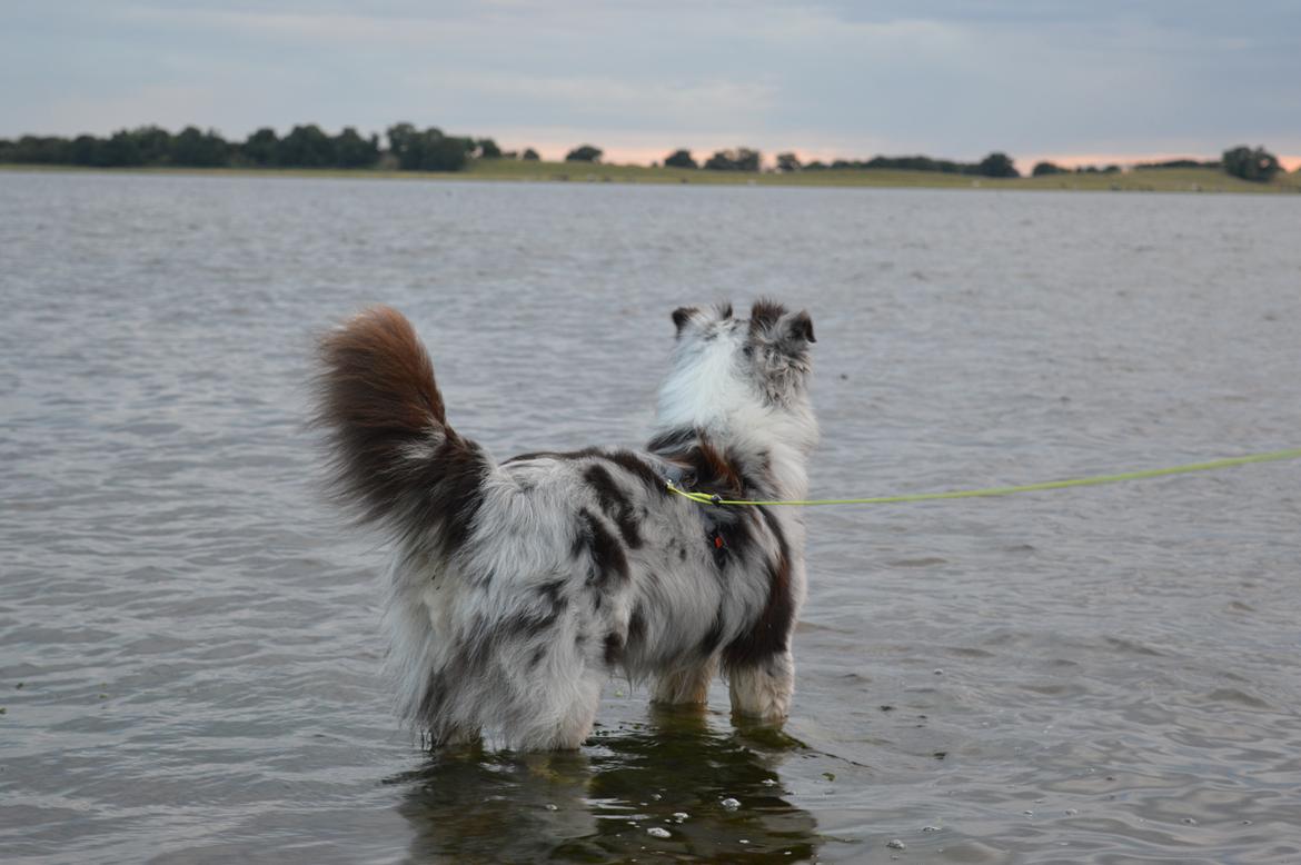 Australian shepherd Tarzan billede 5