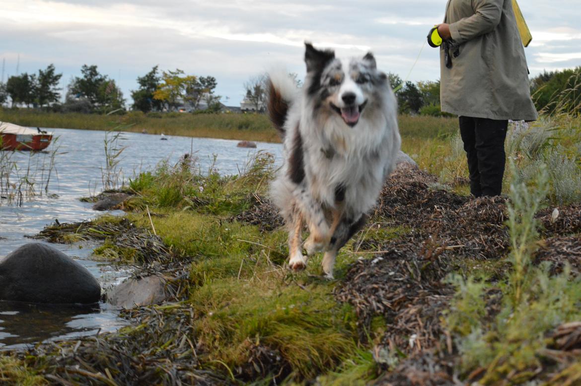 Australian shepherd Tarzan billede 28