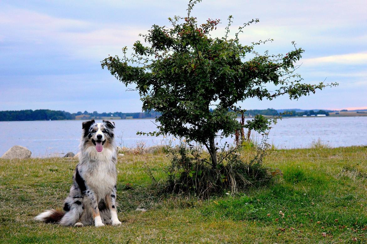 Australian shepherd Tarzan billede 2