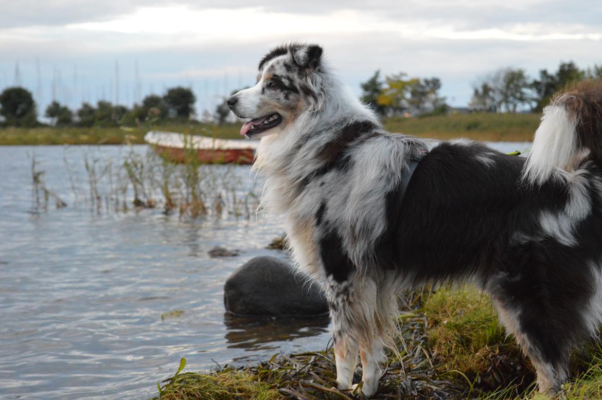 Australian shepherd Tarzan billede 12