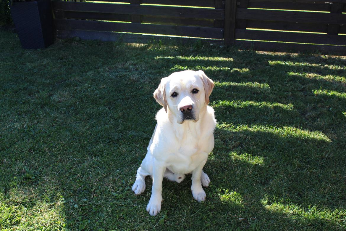 Labrador retriever Manze billede 2