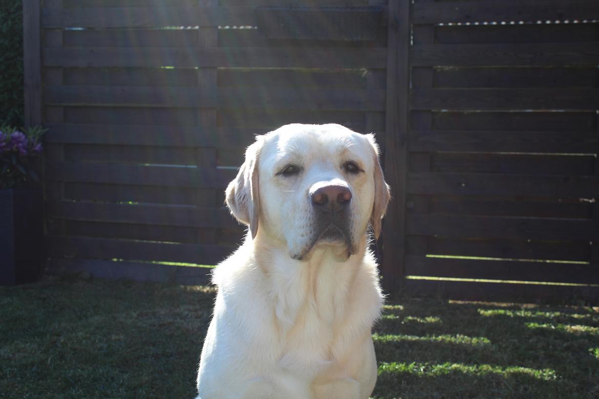 Labrador retriever Manze billede 1