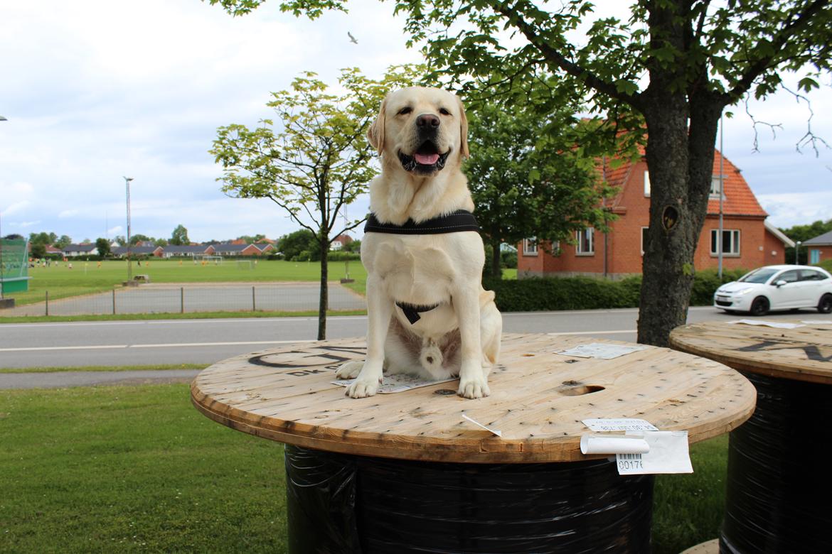 Labrador retriever Manze billede 4