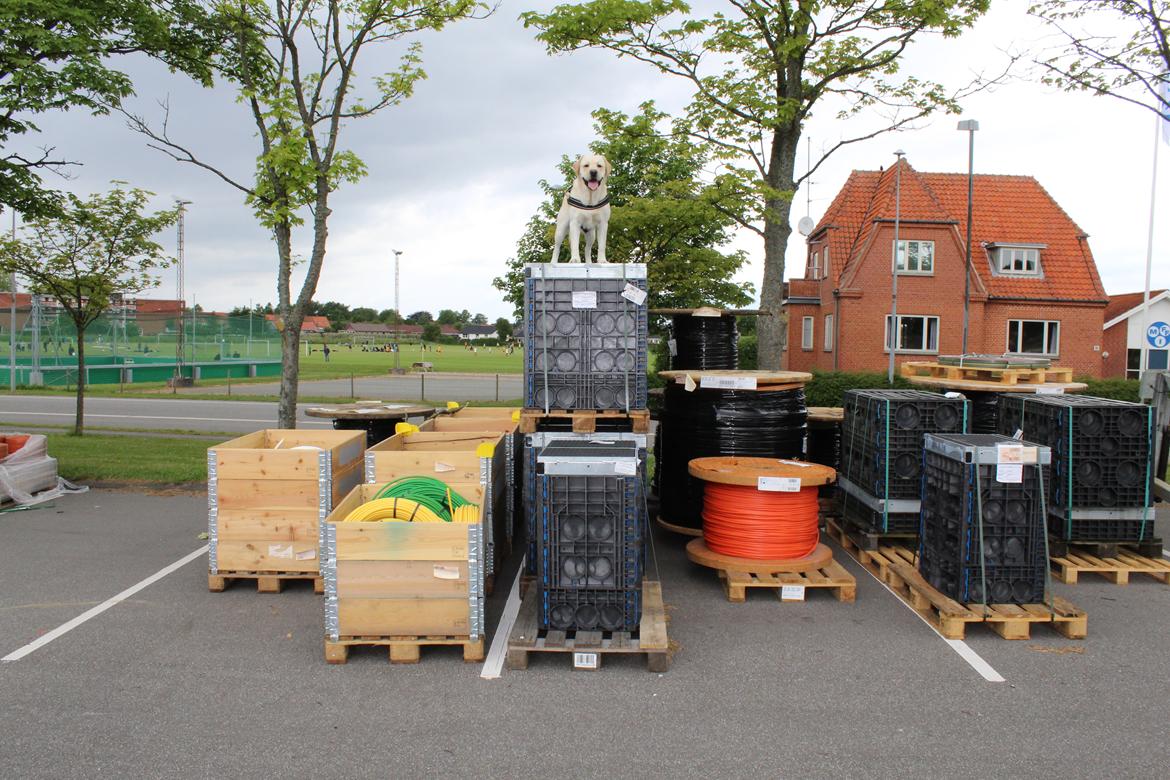 Labrador retriever Manze - Jeg elsker og gå op på alle ting. billede 5