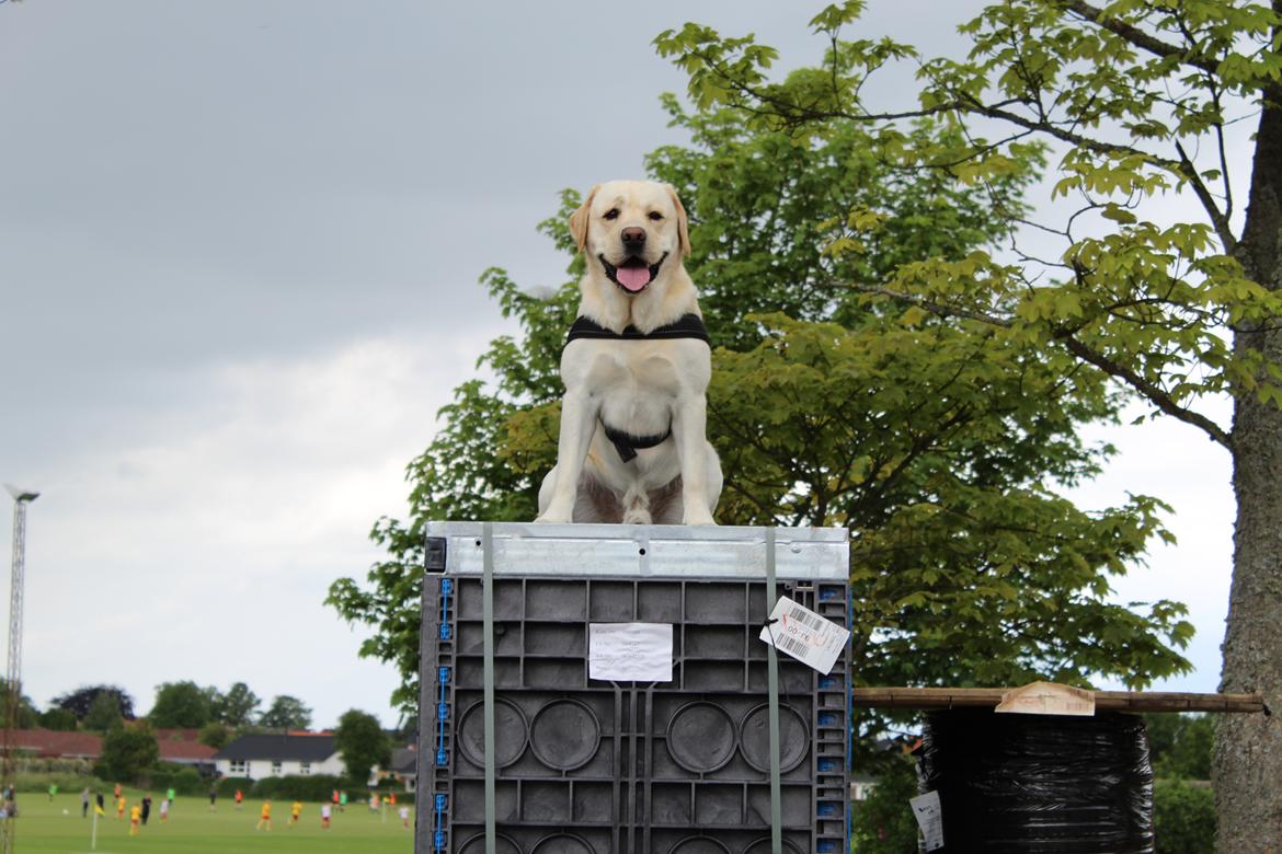 Labrador retriever Manze billede 11