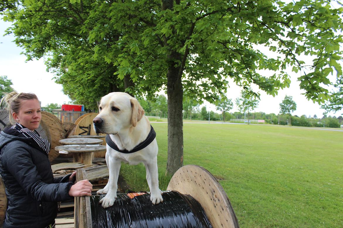 Labrador retriever Manze billede 12