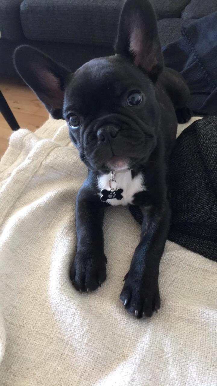 Fransk bulldog Baloo billede 1