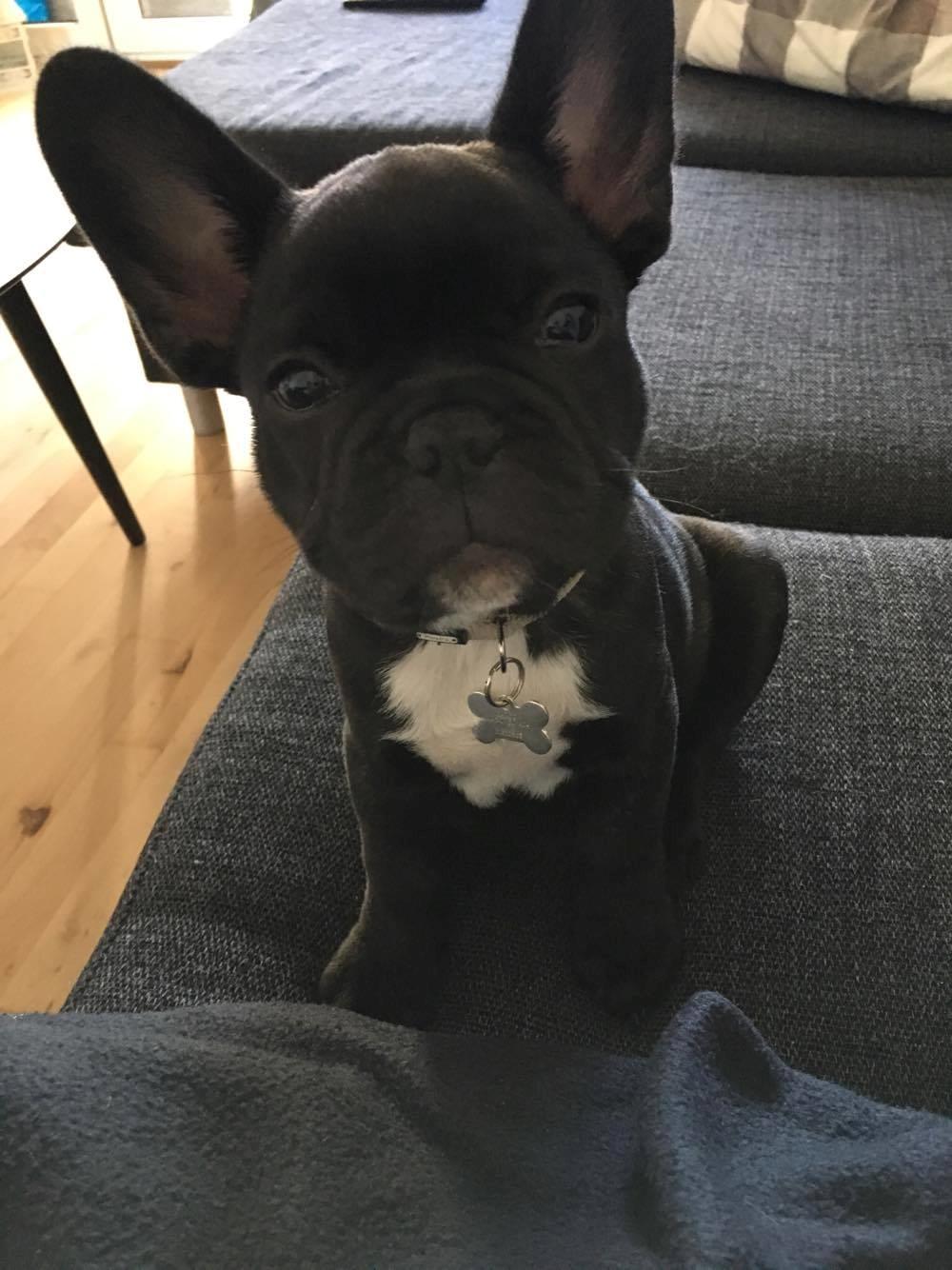 Fransk bulldog Baloo billede 2