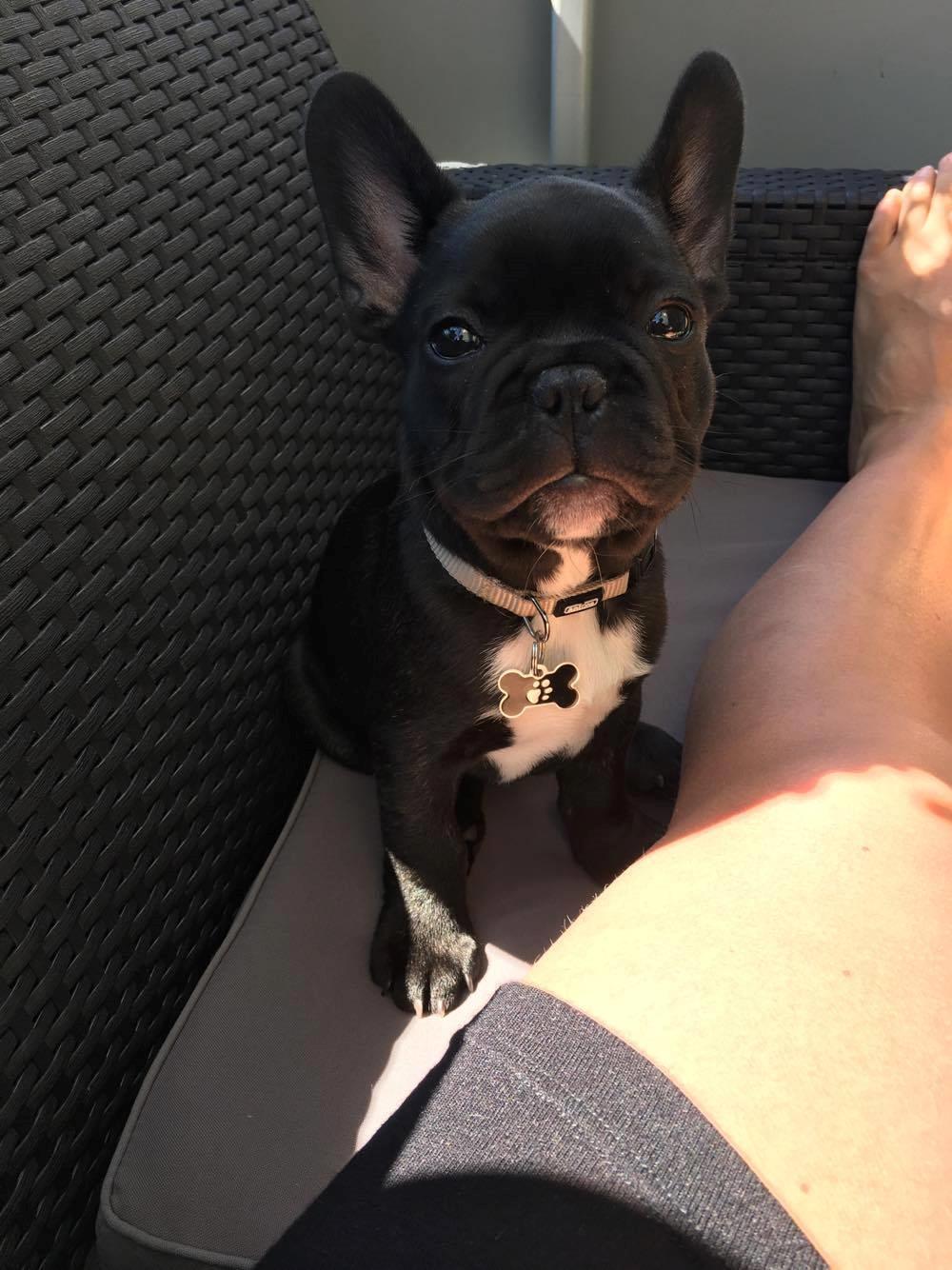 Fransk bulldog Baloo billede 3