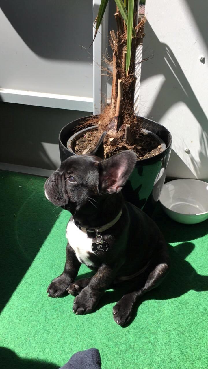 Fransk bulldog Baloo billede 4