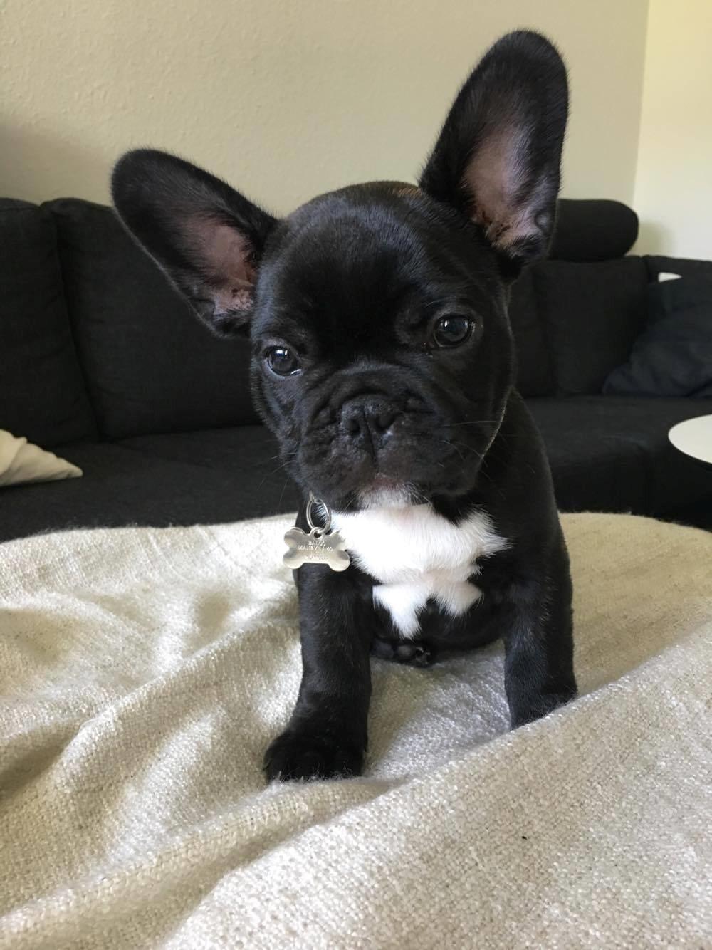 Fransk bulldog Baloo billede 5